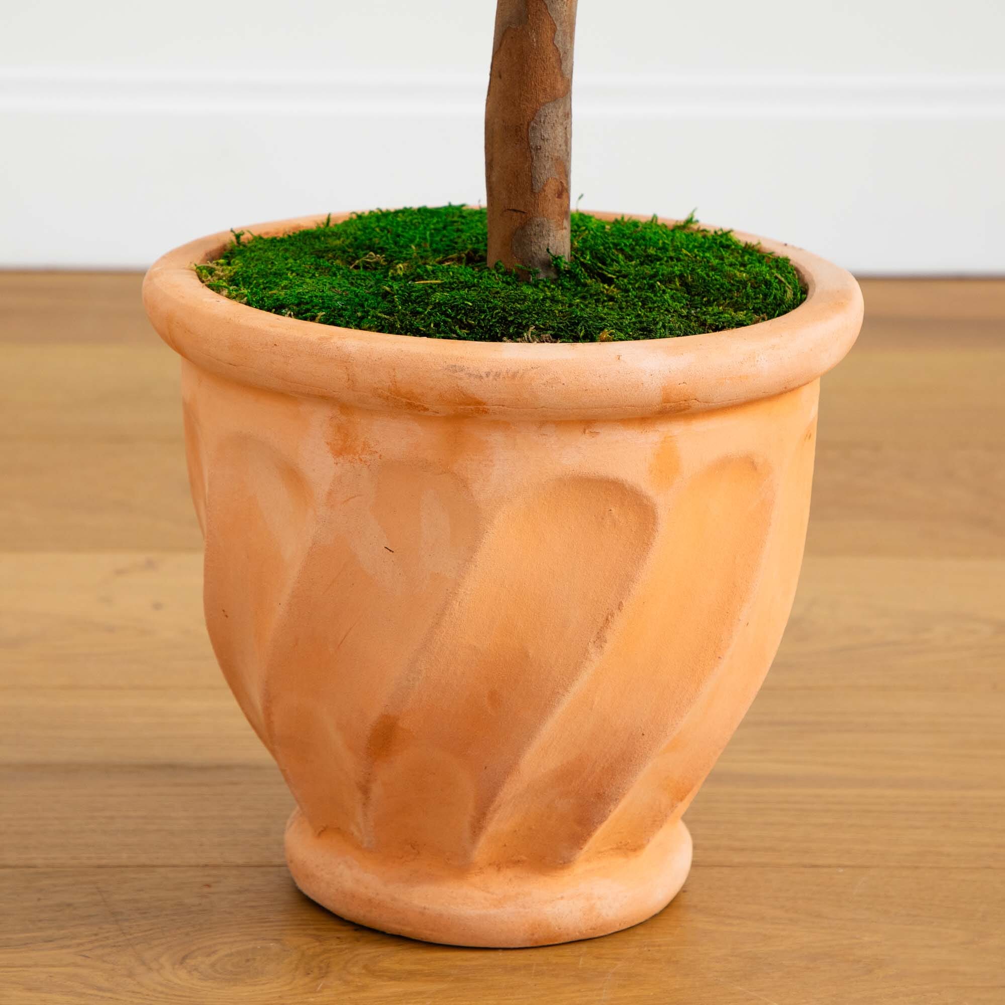 63” Olive Topiary Artificial Tree in Terra Cotta Planter (Indoor/Outdoor)