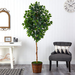 6.5’ Ficus Artificial tree in Wicker Planter
