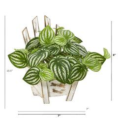 8” Watermelon Peperomia Artificial Plant in Chair Planter (Real Touch)