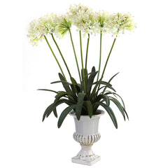 African Lily w/Urn