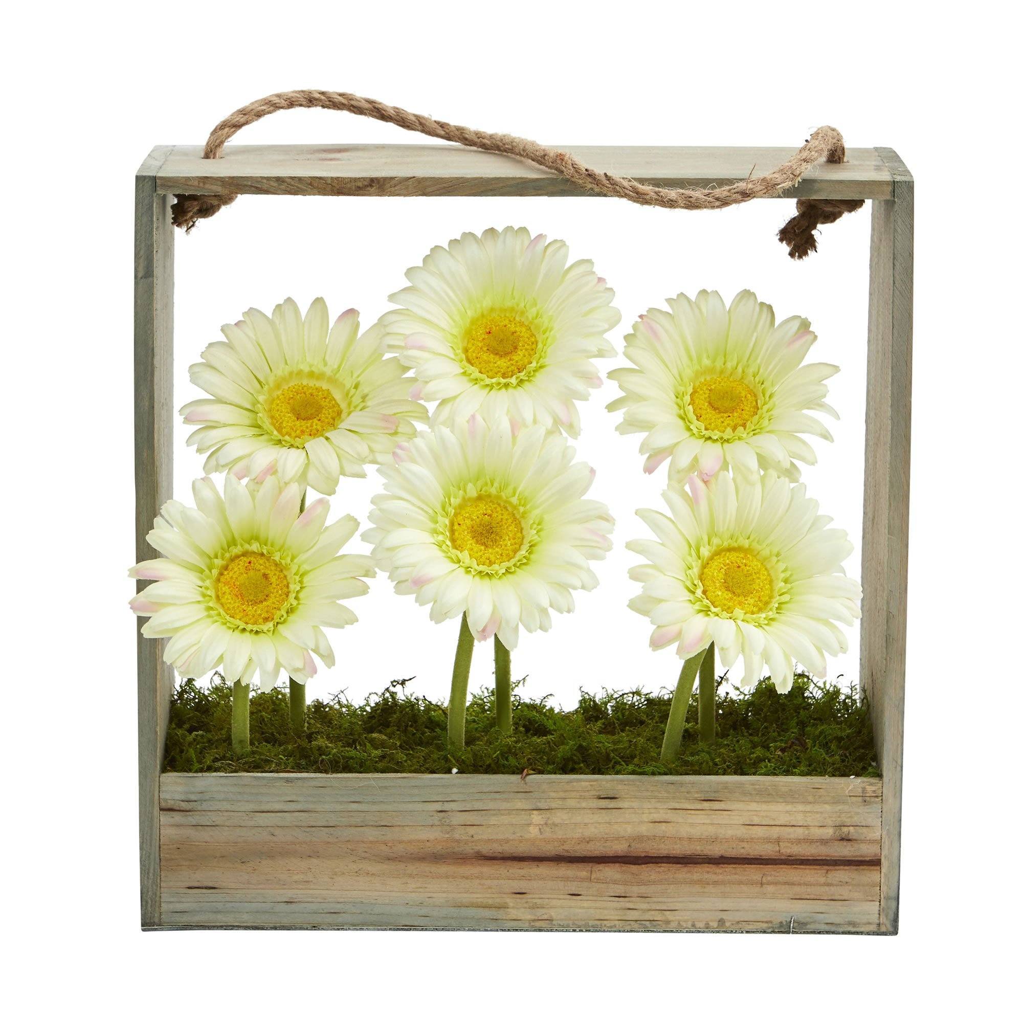 Gerber Daisy Garden in Hanging Frame