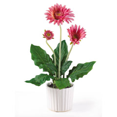 Gerber Daisy w/White Vase (Set of 6)