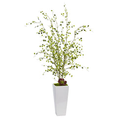 Night Willow in White Planter
