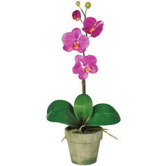 Potted Phalaenopsis (Set of 3)