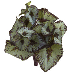 Rex Begonia Artificial Bush (Set of 12)