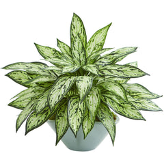 Silver Queen Artificial Plant in Green Vase
