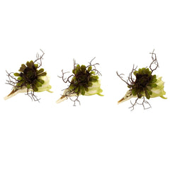 Wispy Succulent w/Seashell (Set of 3)