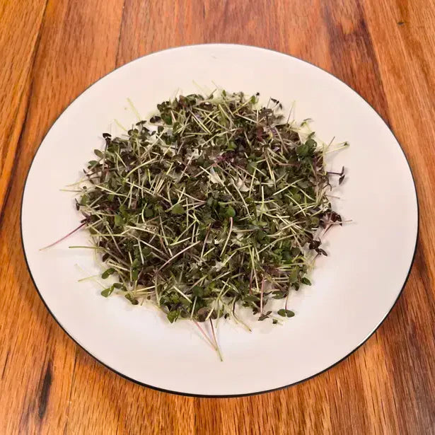 Basil (Bicolor)