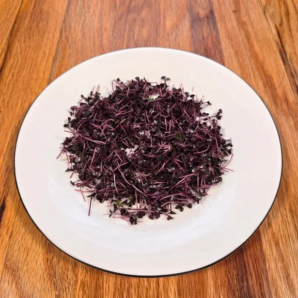 Basil (Red Rubin)