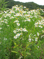 Boltonia Decurrens Seeds (500) Decurrent False Aster – Rare Native Wildflower, White Blooms, Pollinator Plant