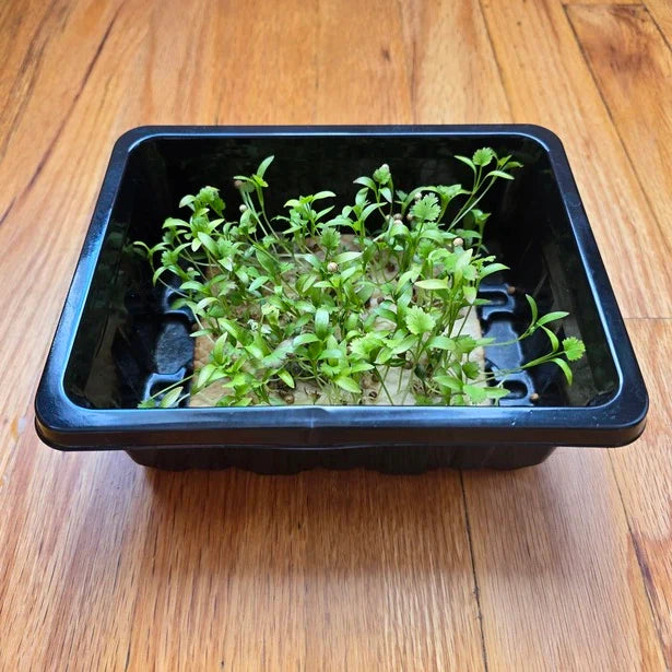 Cilantro (Monogerm)