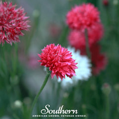 Tall Red Cornflower – 50 Seeds