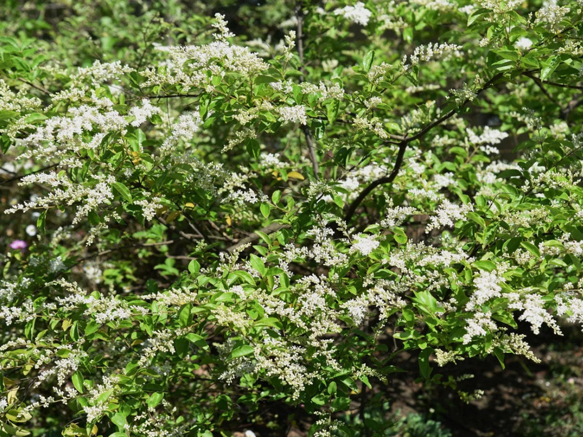 20 Chinese Privet Hedge Cuttings – Ligustrum sinense, Fast-Growing Privacy Bush, Unrooted Starts for Landscaping & Propagation