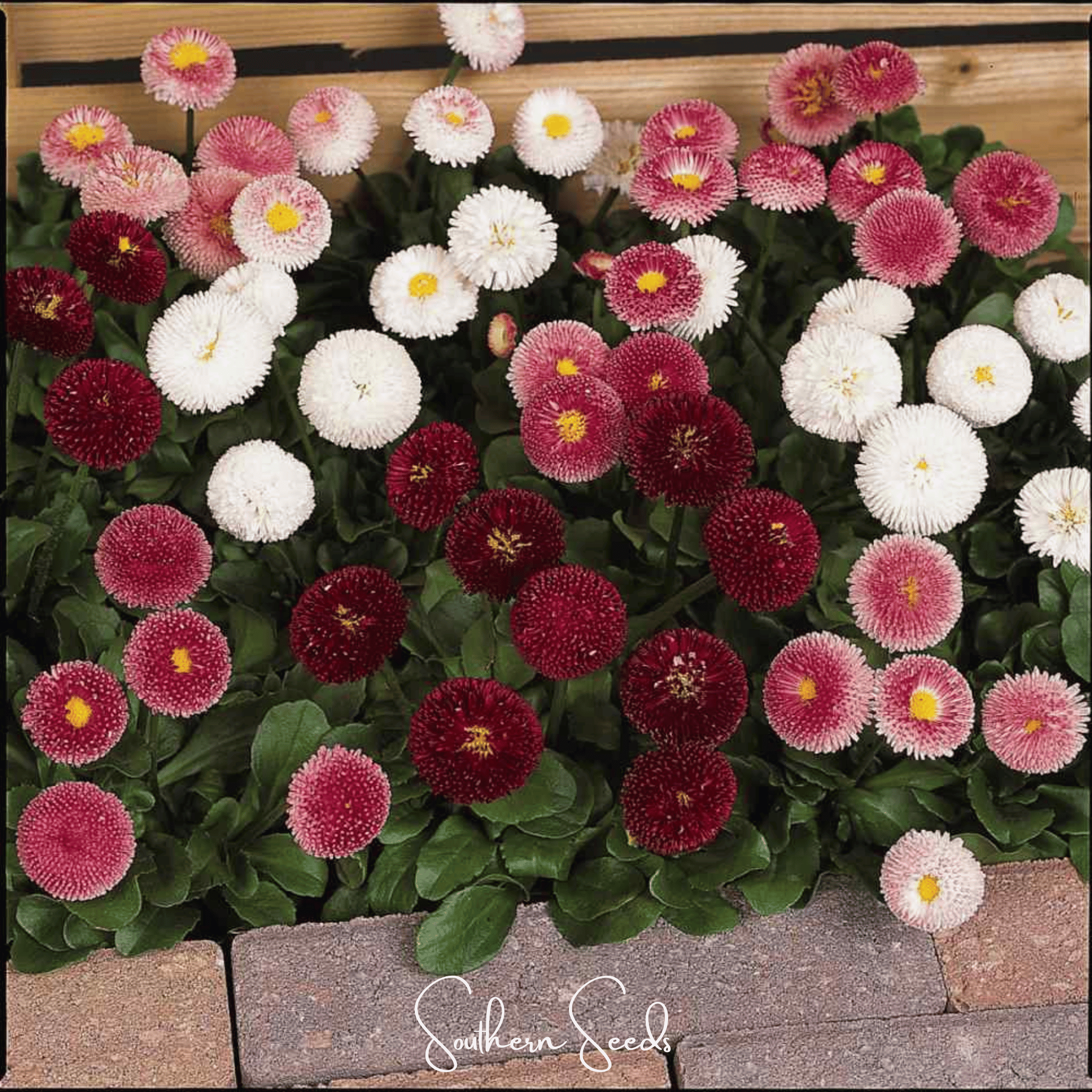 Super Enorma English Daisy Mix – 100 Seeds