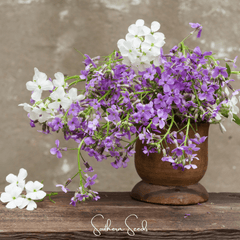 Dames Rocket – 200 Seeds