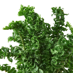 Fern 'Emina' | Curly Boston Fern for Hanging Displays | House Plant Shop
