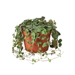 Succulent 'String of Hearts'