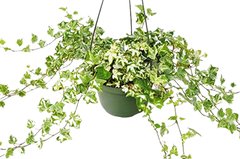 English Ivy 'Kolibre'