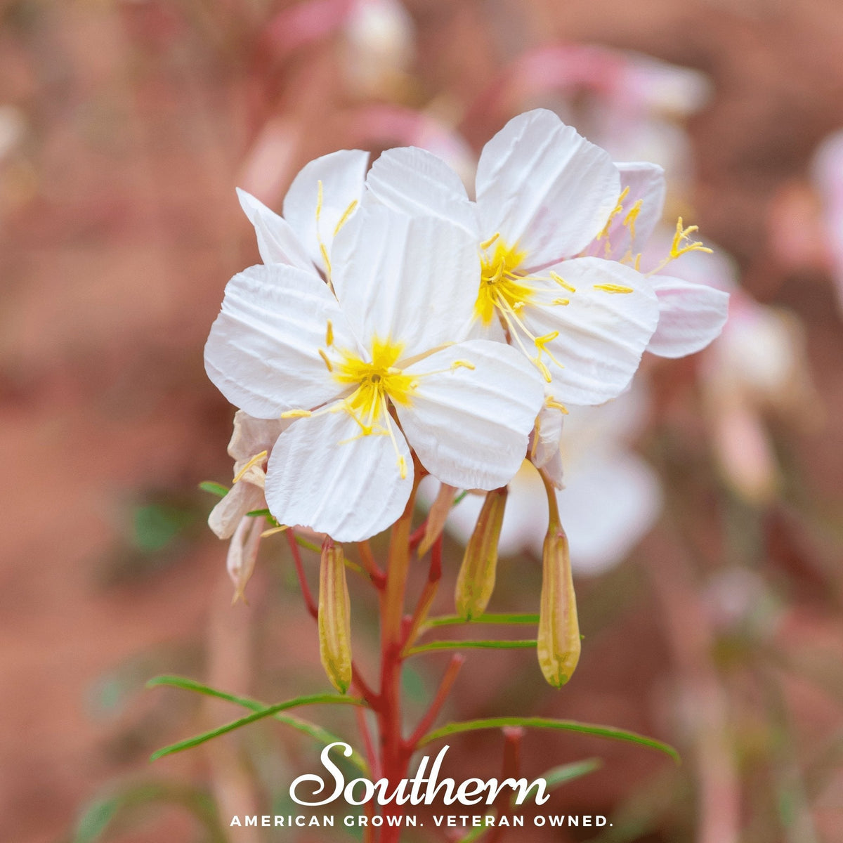 Pale Evening Primrose – 100 Seeds