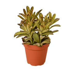 Kalanchoe Tomentosa 'Chocolate Soldier' Succulent - 4" Pot