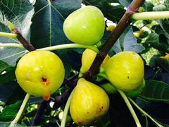 White Marseilles Fig Cuttings (6 pcs) – Fresh Unrooted Fig Tree Cuttings, Ficus carica, Easy Propagation