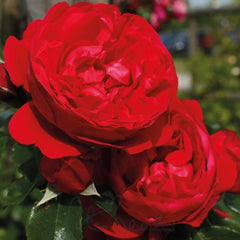 Super Rare Florentina Rose Cuttings – 3 Unrooted Cuttings for Rooting or Grafting | Rosa ‘Florentina’ Red Climbing Rose