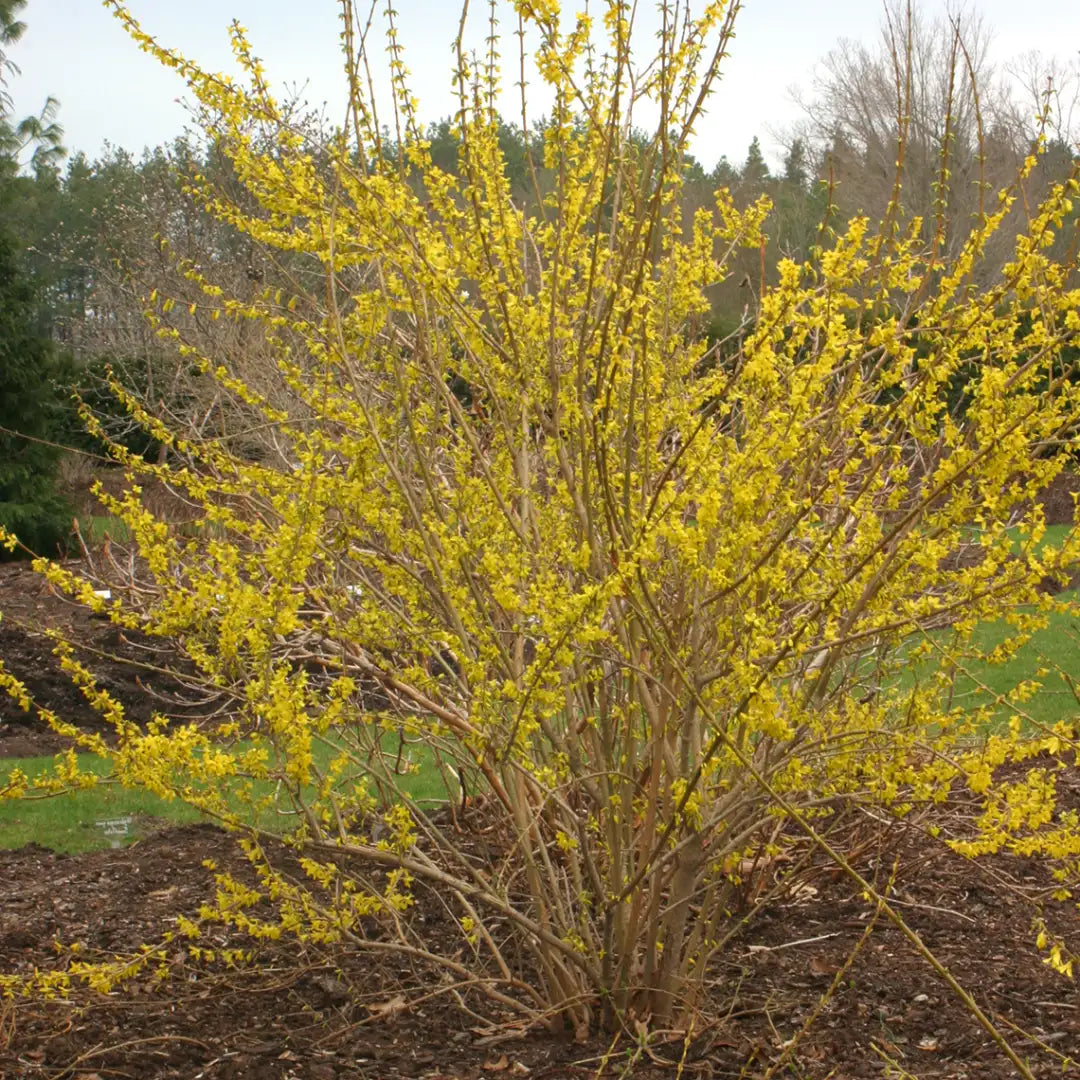 10 Forsythia Cuttings for Rooting | 6–8" Unrooted Hardwood Stems | Easy to Propagate | Yellow Flowering Shrub | Live Plant Cuttings