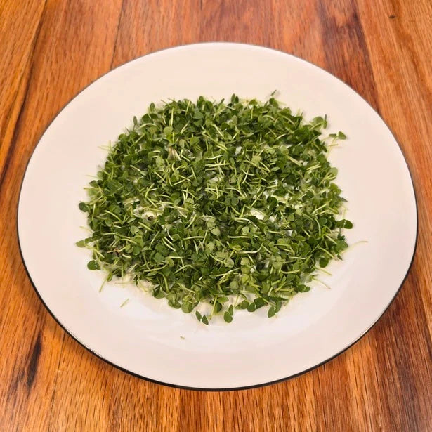 Basil (Genovese)