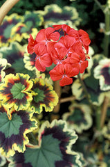 1 Rare Variegated Zonal Pelargonium Geranium Cutting | 6" Unrooted Live Plant | Fancy Foliage | Starter Garden Plant