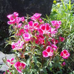 Godetia, Semi-Tall Single Mix (1/4 lb)