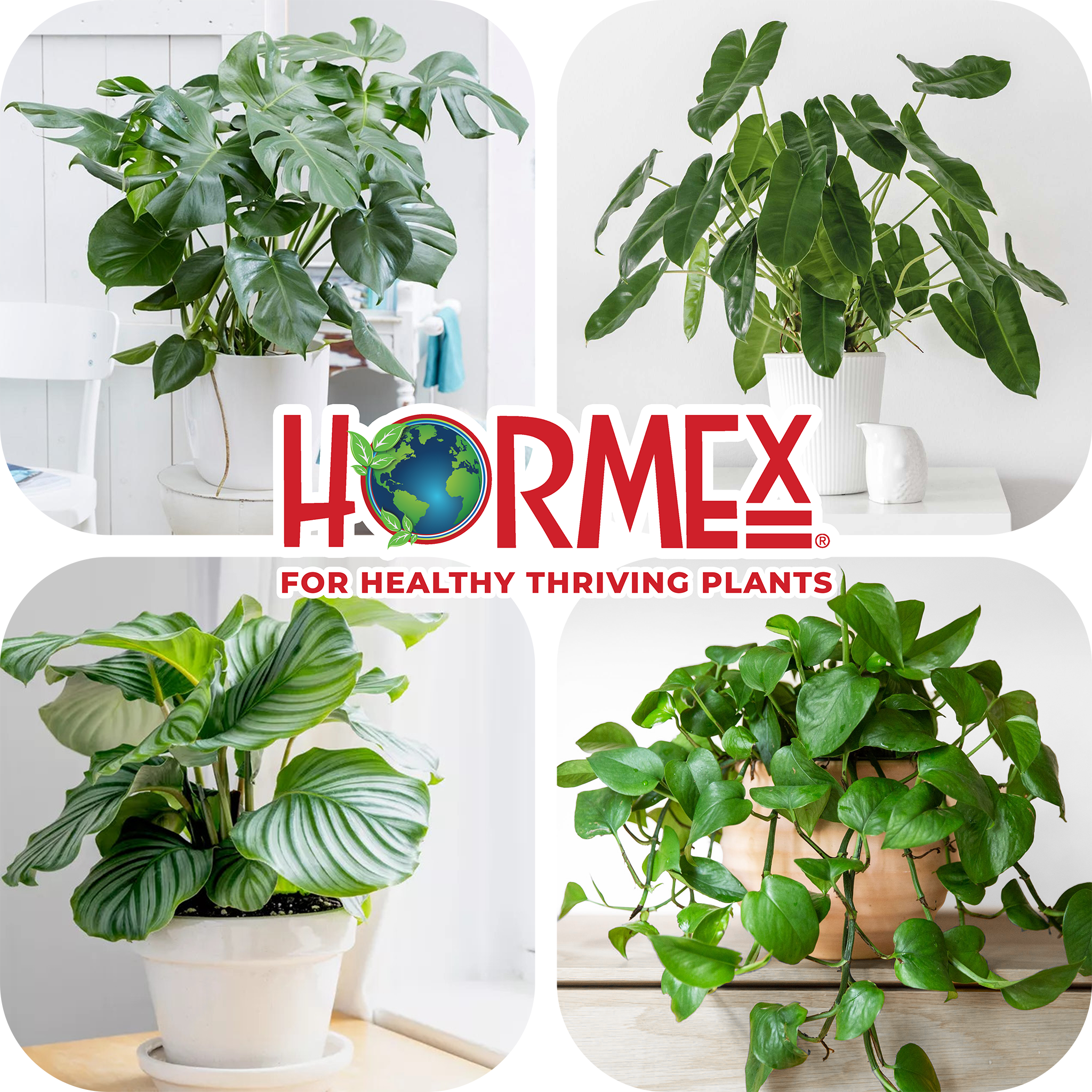 Hormex Rooting Duo: Vitamin B1 Rooting Hormone Concentrate & Rooting Powder #8 for Moderately Difficult to Root Plants
