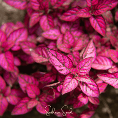 Splash Select Red Hypoestes – 25 Seeds