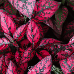 Splash Select Red Hypoestes – 25 Seeds