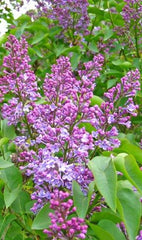 Old Fashioned Purple Lilac Bush, 2 Foot, Syringa vulgaris, Fragrant Light to Deep Purple Flowers, Hardy Shrub for Garden