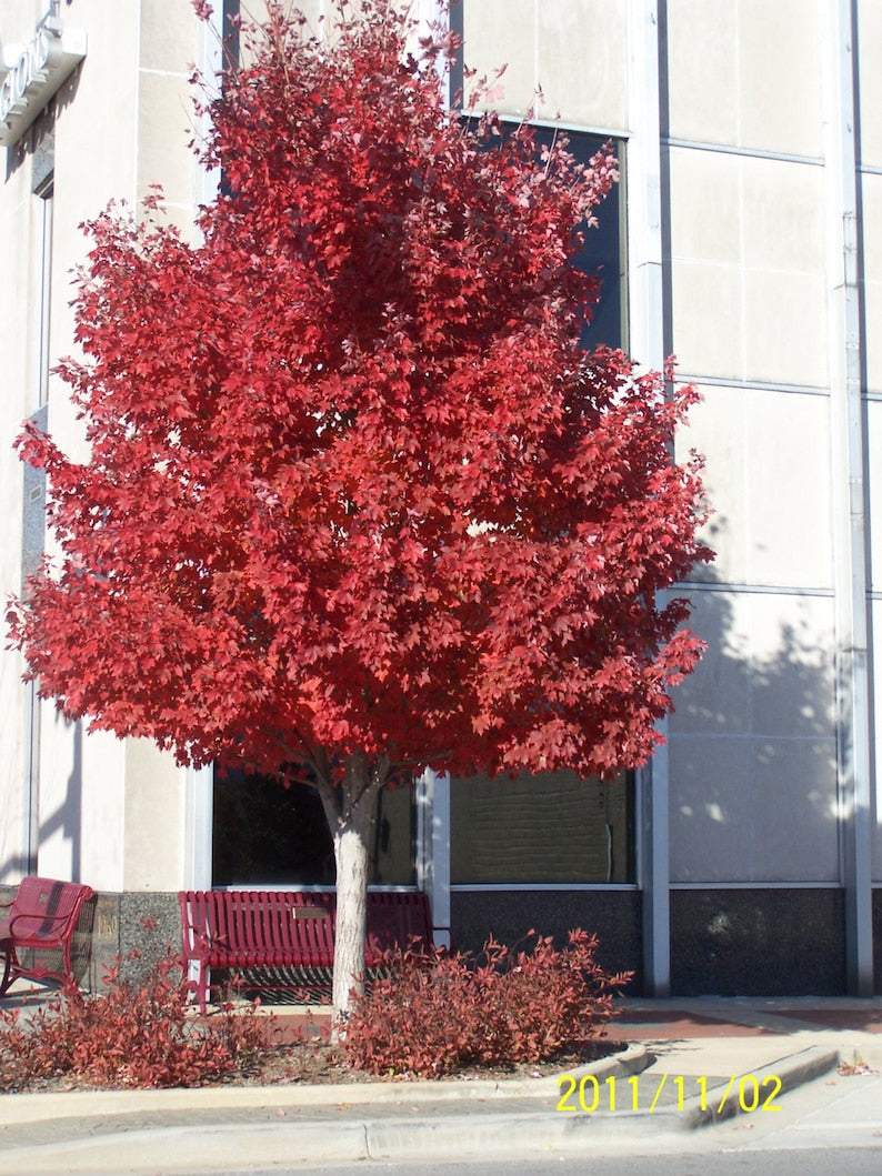 Red Maple Tree - 4" Container, Acer Rubrum, 6-12" Height, Vibrant Fall Color, Zones 3-9, Ideal for Yards & Parks