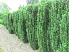 Sky Pencil Holly Plants - 6" Tall - Ilex Crenata 'Sky Pencil' - Evergreen Accent for Zones 5-9, Low Maintenance, Dark Green Foliage