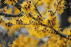 Witch Hazel Tree Shrub 18-36" Hamamelis virginica Fragrant Yellow Flowers Full Sun Partial Shade Zone 3-9