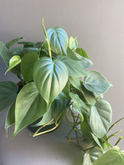 Philodendron Cordatum "Heartleaf" - 6" Live Indoor House Plant - Trailing Vining Plant - Easy Care Aroid