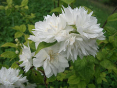 Mock Orange Plant in Gallon Pot - Minnesota Snowflake Variety - Philadelphus