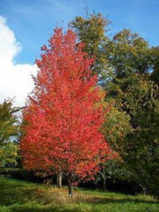 Native Red Maple Quart Pot - Acer rubrum - Deciduous Tree for USDA Zones 3-9 - Vibrant Autumn Foliage - Bare Root Shipping