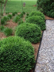 Green Velvet Boxwood Plant in Quart Pot - Buxus Green Velvet - Evergreen Shrub for Zones 5-9