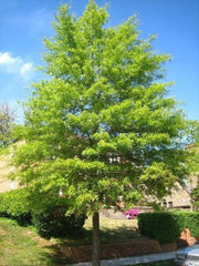 Willow Oak Tree Quart Pot | Quercus phellos | Deciduous Oak Plant for USDA Zones 3-9 | Native North American Species