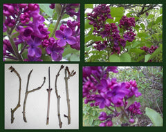 Dark Purple Lilac Cuttings - 5 Unrooted Clippings for Propagation - Syringa Vulgaris Perennial Flowering Shrub
