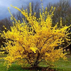 Lynwood Gold Forsythia Shrub - Gallon Pot - Forsythia x intermedia - Deciduous Yellow Flowering Plant for Zones 5-9