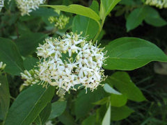 Silky Dogwood Plants - 2 Pack - Cornus Amomum - 4" Container - Native Shrubs for Moist Sites - Creamy White Flowers