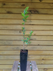 Witch Hazel Trees 6"-12" Live Plants - Hamamelis virginiana - 5 Bare Root Seedlings - Ornamental Shrub for Wildlife Habitat
