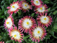 Delosperma Jewel of Desert Ruby 3-1/2" Pot Set of 3 | Evergreen Groundcover with Ruby Red Flowers | USDA Zone 5-10