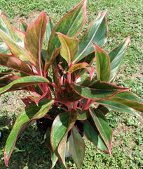 Aglaonema Siam Aurora - 1 Small Rooted Plant with Free Cutting - Firecracker Aglaonema - Low Maintenance Houseplant