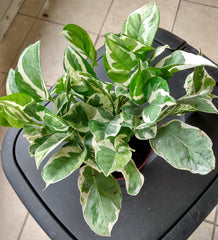 N'JOY Pothos Cutting 1 Rooted, Easy Care Indoor Plant, Epipremnum aureum, Perfect for Beginners
