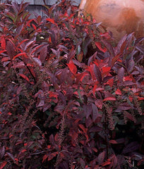 Henry's Garnet Itea Virginia Sweetspire 4" Pot - Itea virginica, Deciduous Shrub with Red Fall Foliage, USDA Zone 6-9